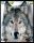 0057_WAP-SASISA-RU_Wolf.thm